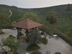 -十八棵（老龙井）御茶园(老龙井店)