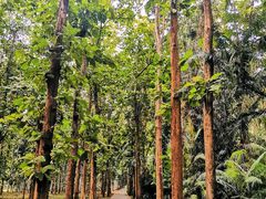 -中国科学院西双版纳热带植物园