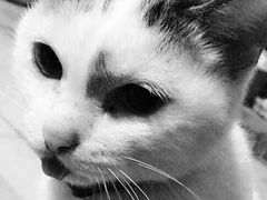 -彩虹桥宠物火化殡葬善终服务(金乐大厦店)