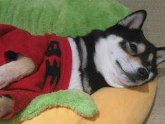 -逗柴咖啡屋·狗咖猫咖宠物桌游