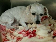 -骐奇宠物诊疗中心(南亭公路店)