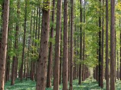 -黄海国家森林公园