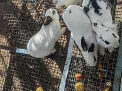 -天毓山庄·餐厅