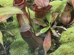 -国家植物园南园