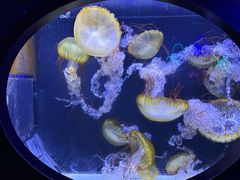 -珠海长隆海洋王国
