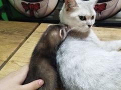 -李小姐の猫咖啡馆(五角场店)