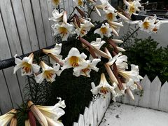 -四姑娘山阿巴郎·藏式花园餐厅