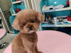-北京观赏动物医院·24小时大型综合·猫专科·异宠专科
