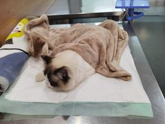 -爱侣宠医·鹦鹉专科·小型哺乳类·异宠专科(灵石路店)