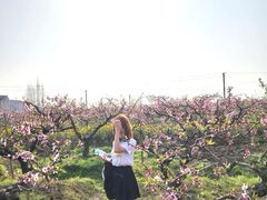 -南汇桃花村