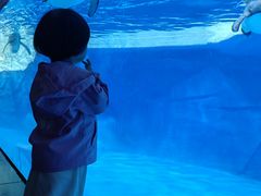 -海合安成都极地海洋公园