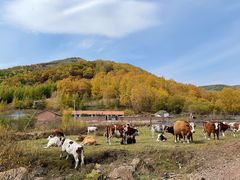 -塞罕坝国家级自然保护区