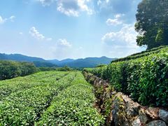 -中国茶叶博物馆(双峰馆区)