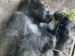 -奥兰多迪士尼动物王国乐园