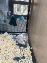 -Moni星球萌宠·小马宝莉·灵蛇·高端高阶全萌宠互动体验俱乐部(红豆国际广场店)