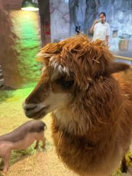 -Zoolung Zoolung动物主题公园(海信广场店)