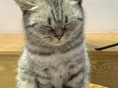 -Heymao猫咖.咖啡厅(东门店)