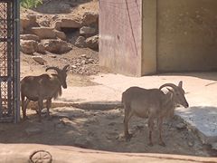 -石家庄市动物园