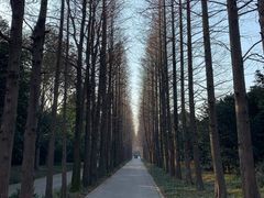 -上海滨江森林公园