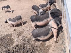 -前小桔亲子创意农场·草莓采摘·露营烧烤