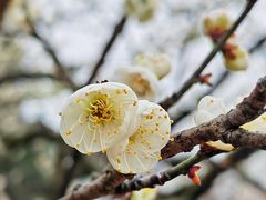 -梅花山(明孝陵内)