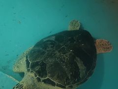 -正佳极地海洋世界