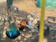 -丽泽山庄·生态怀柔菜·虹鳟鱼(红螺寺店)