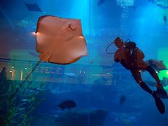 -迪拜水族馆及水下动物园