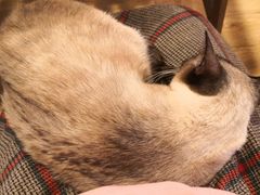 -Cappucimeow猫咪咖啡馆(韦伯时代店)