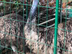 -西双版纳融创皇冠假日度假酒店