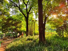 -成都市活水公园