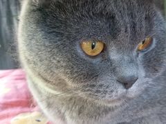 -海边的猫和咖啡馆