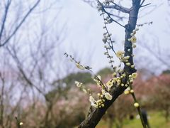 -无锡梅园公园