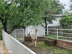 -丽泽山庄·生态怀柔菜·虹鳟鱼(红螺寺店)