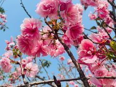 -天适樱花悠乐园