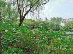 -新江湾城公园