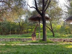 -北京野生动物园