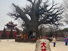 -大槐树寻根祭祖园