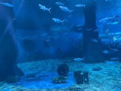 -北戴河圣蓝海洋公园