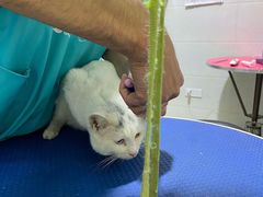 -佳雯宠物医院(金华南路分院)