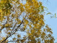 -重庆市江北嘴中央商务区中央公园