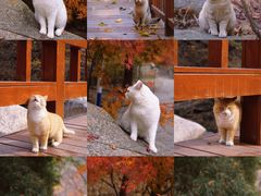 -崂山九水游览区