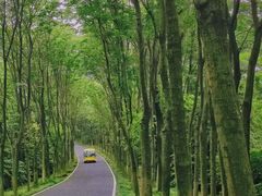 -宜兴龙背山森林公园
