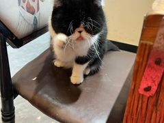 -猫小院猫主题餐厅(南锣旗舰店)