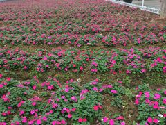 -广东花都香草世界旅游度假区