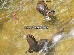 -灵玲国际马戏城