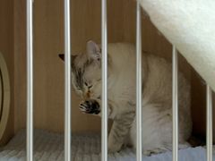 -谐和贝康宠物医院24小时·宠保定点(急重症转诊中心)