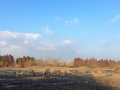 -溱湖国家湿地公园