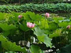 -陈家山荷花公园