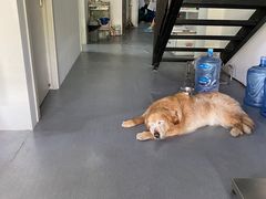 -睿金宠物医院·CT·肿瘤·骨外科